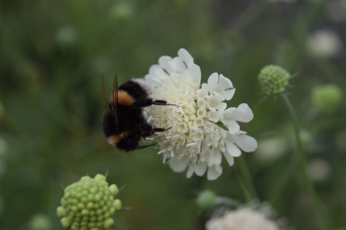 Bumblebee
