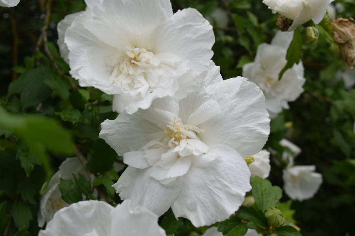 White flowers