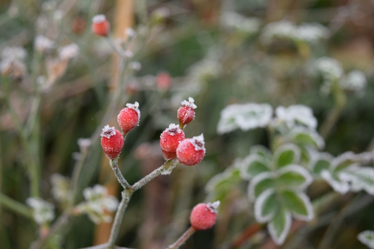 Frost on rose hips