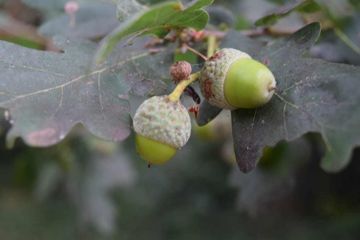 Acorns