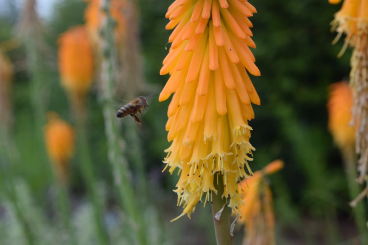 Red-hot poker plant