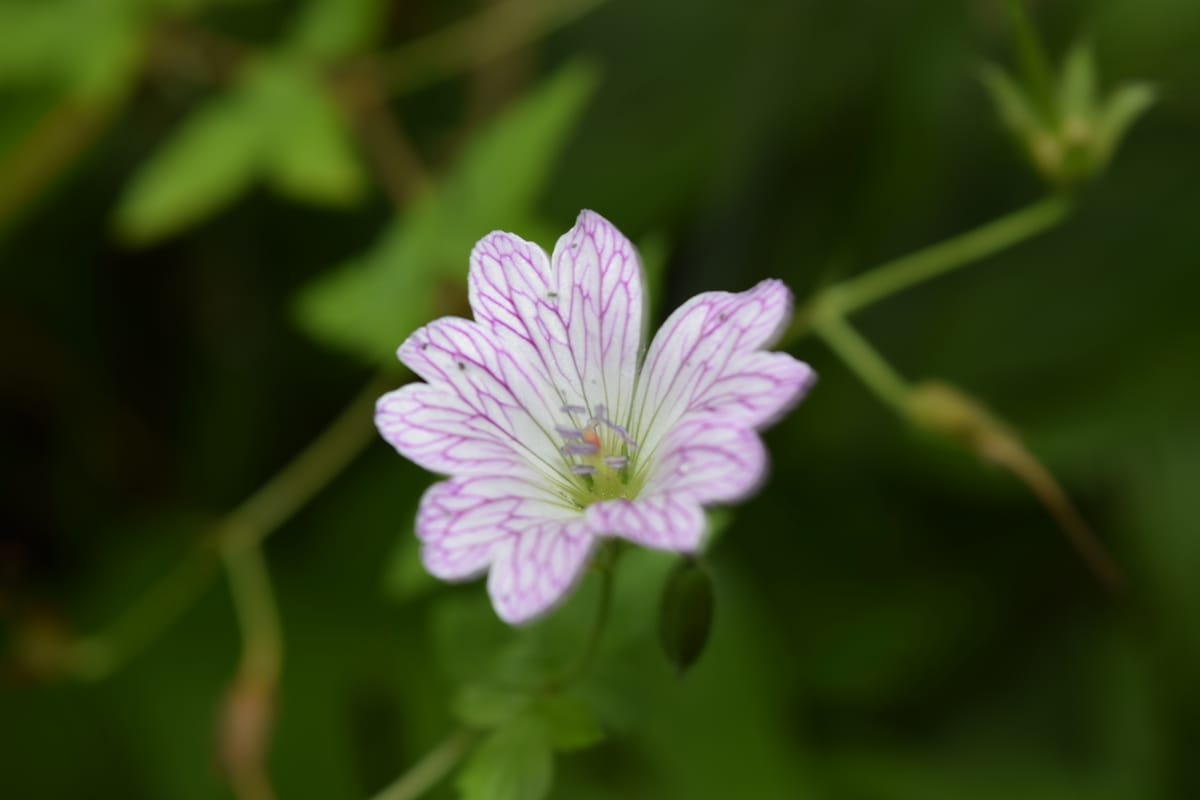 Geranium Versicolor
