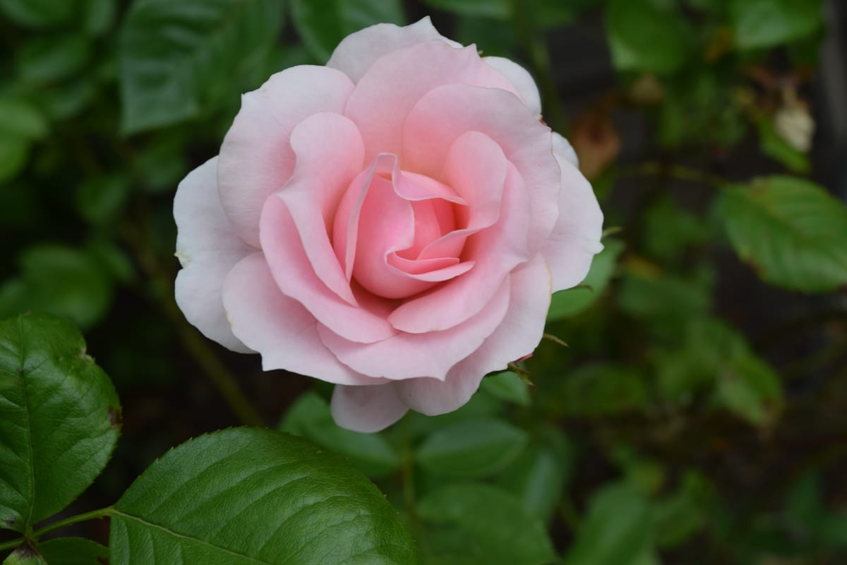 Floribunda rose