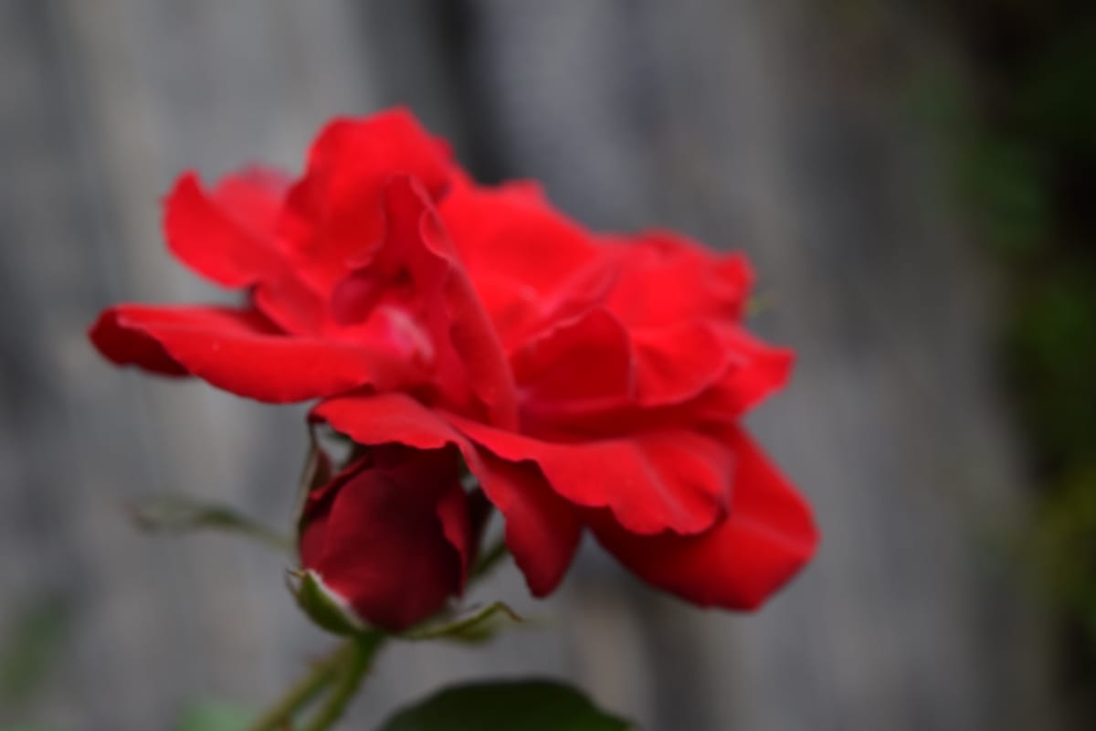 Red rose