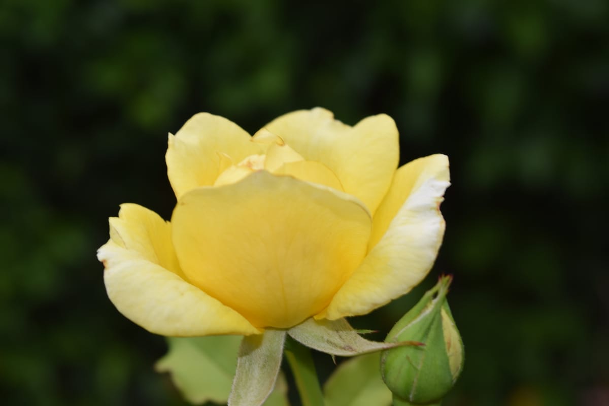 Yellow rose