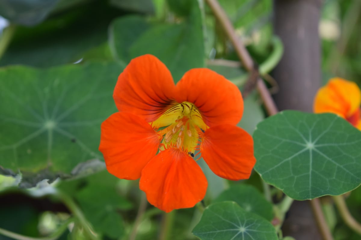Nasturtium flower