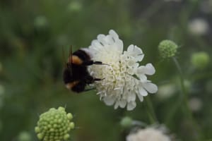 Bumblebee