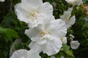 White flowers
