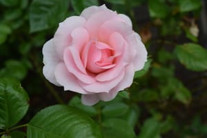 (Untitled)